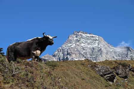 Yak standing against the backdrop of Mount Khumbila above Namche village in the Khumbu