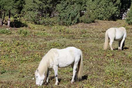 Horses in Khumjung village, gateway to Everest trekking trails