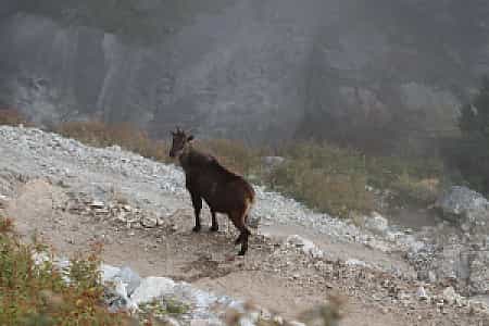 Wildlife on the trekking trail near Thame during Kongde Ri Trek