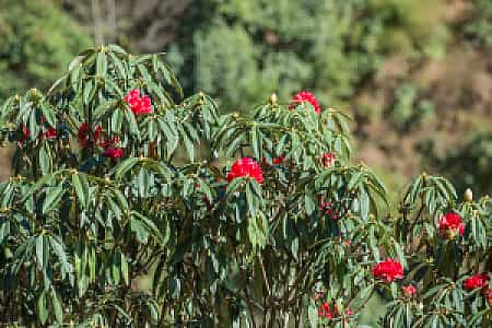 himalayan flowers