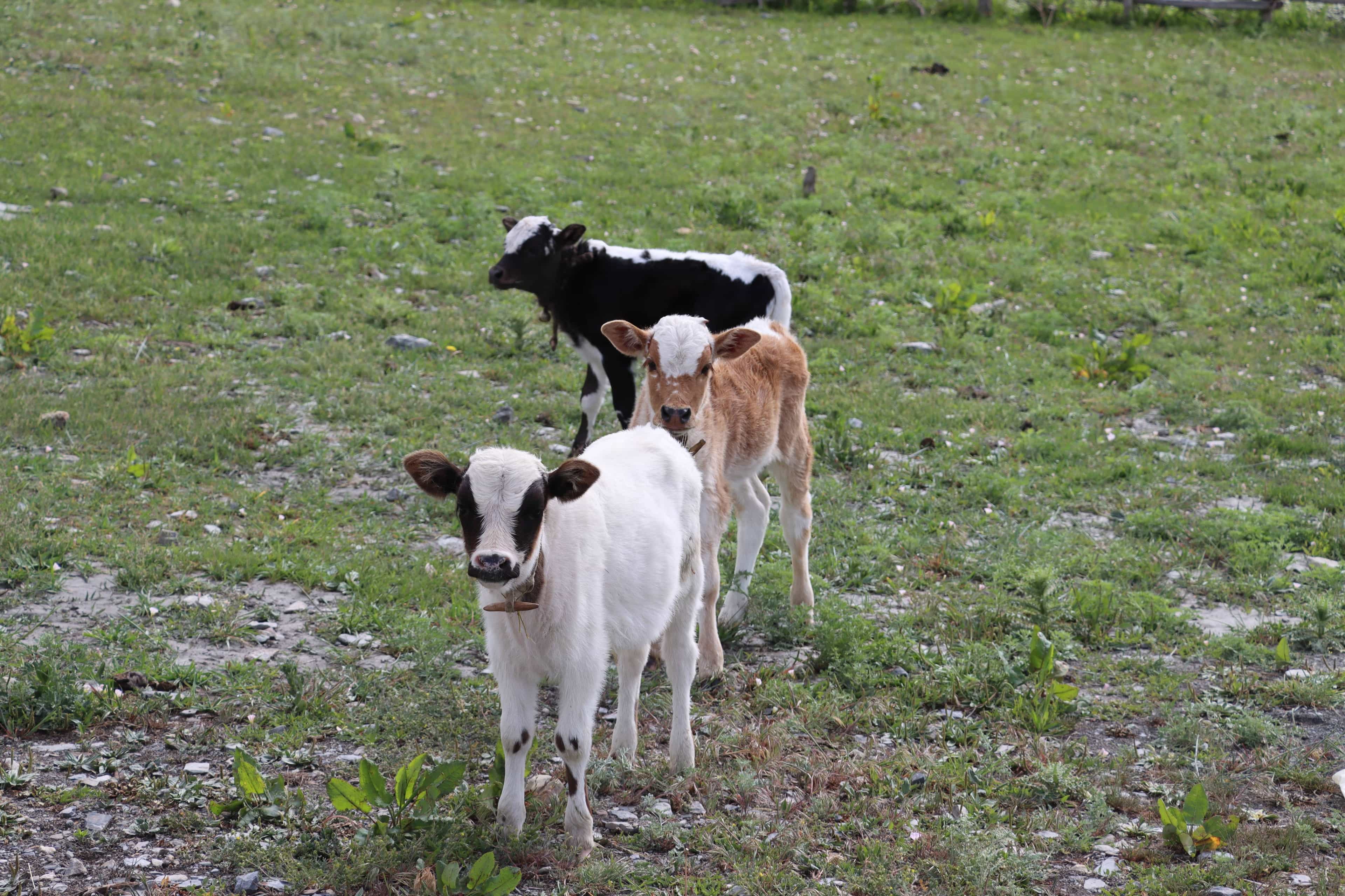 DHORPATAN HUNTING RESERVE TREK [14 DAYS]
