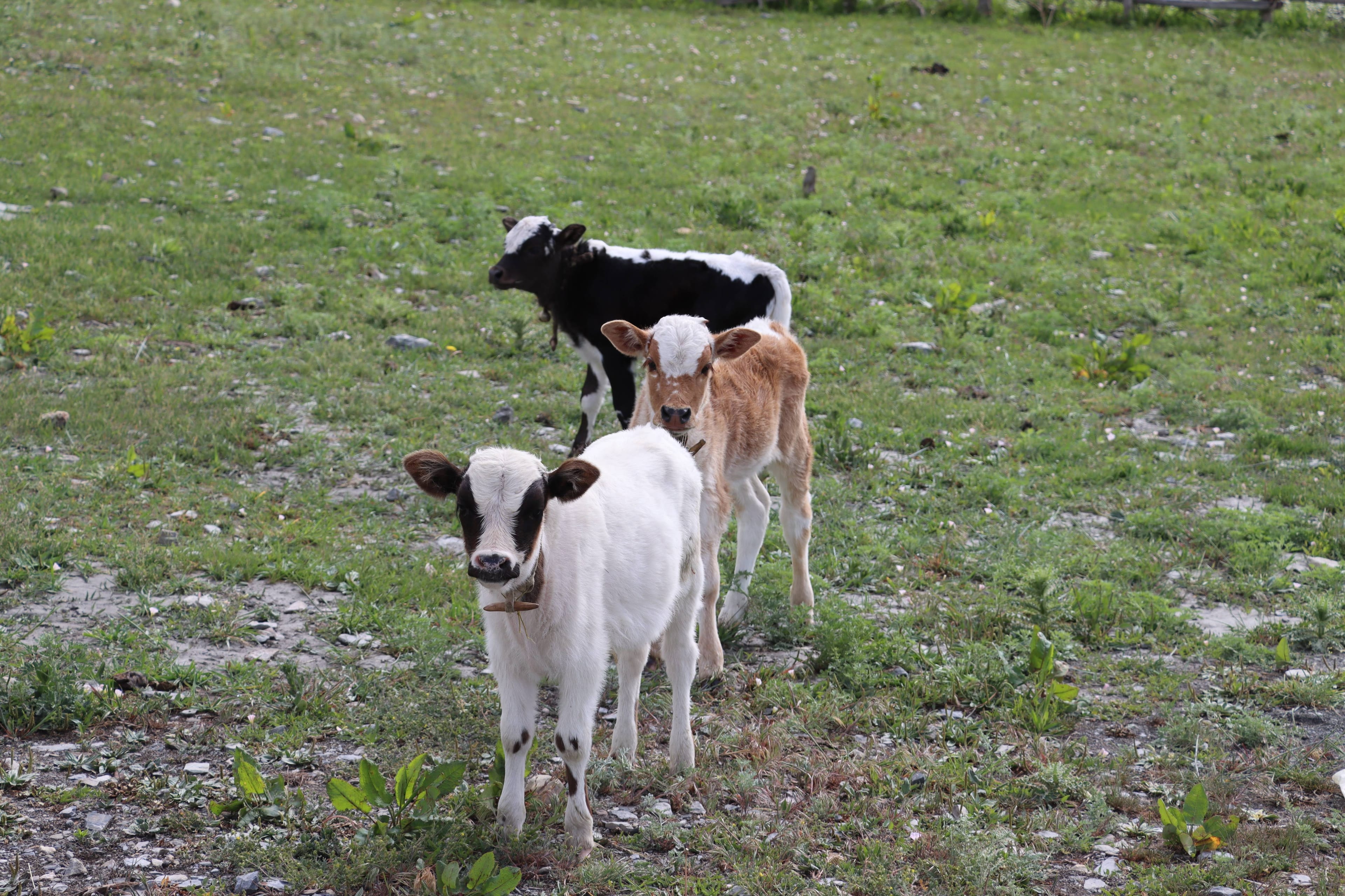 DHORPATAN HUNTING RESERVE TREK [14 DAYS]