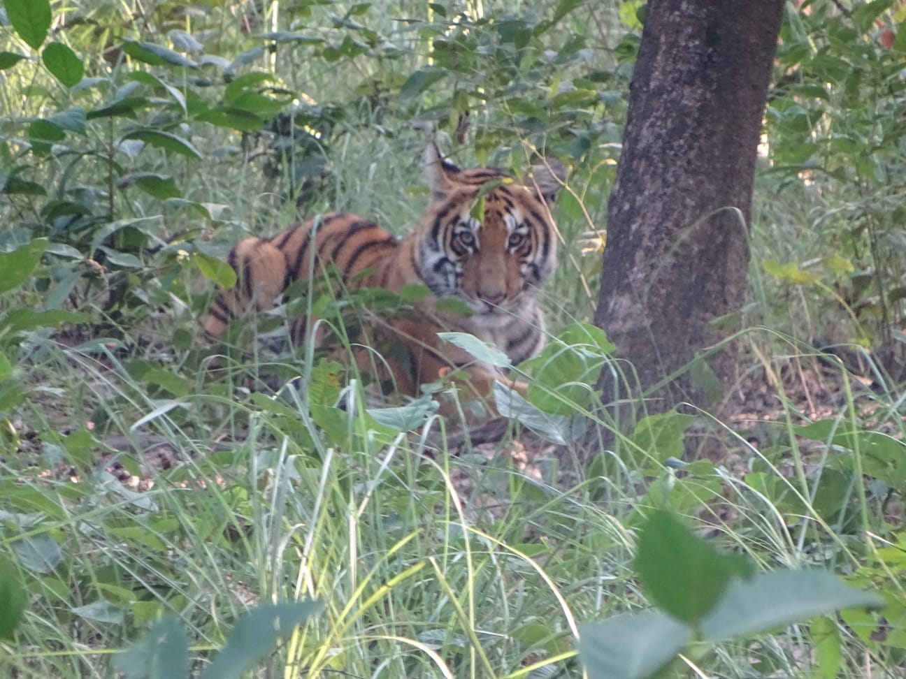 BARDIA NATIONAL PARK TOUR (4 DAYS)
