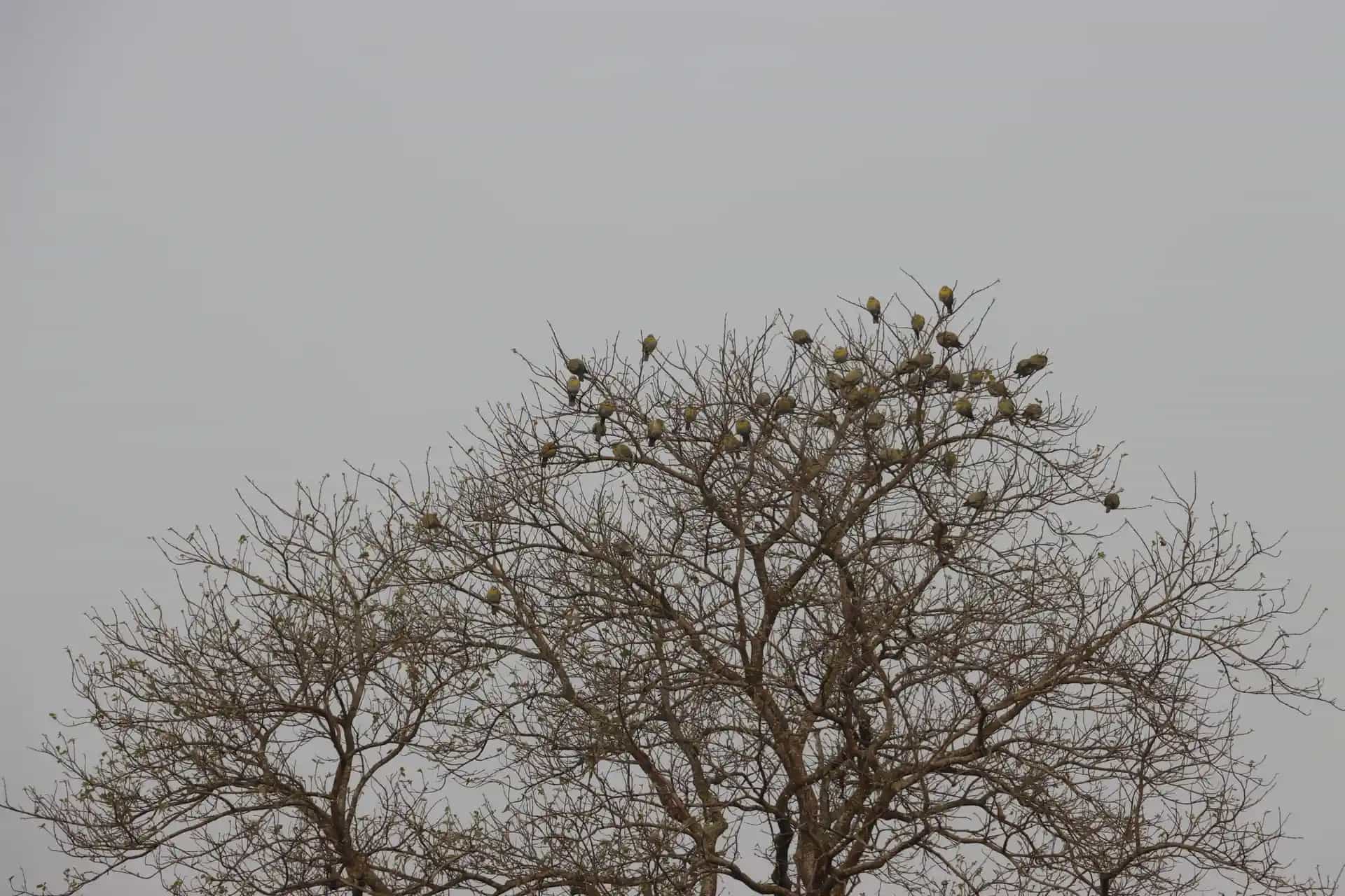 bird sitting on a tree